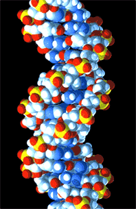 DNA